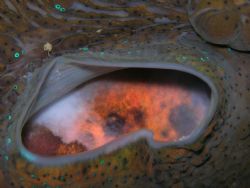 "Eye of the Clam Volcano" Close up of Giant Clam taken in... by Lisa Riley 